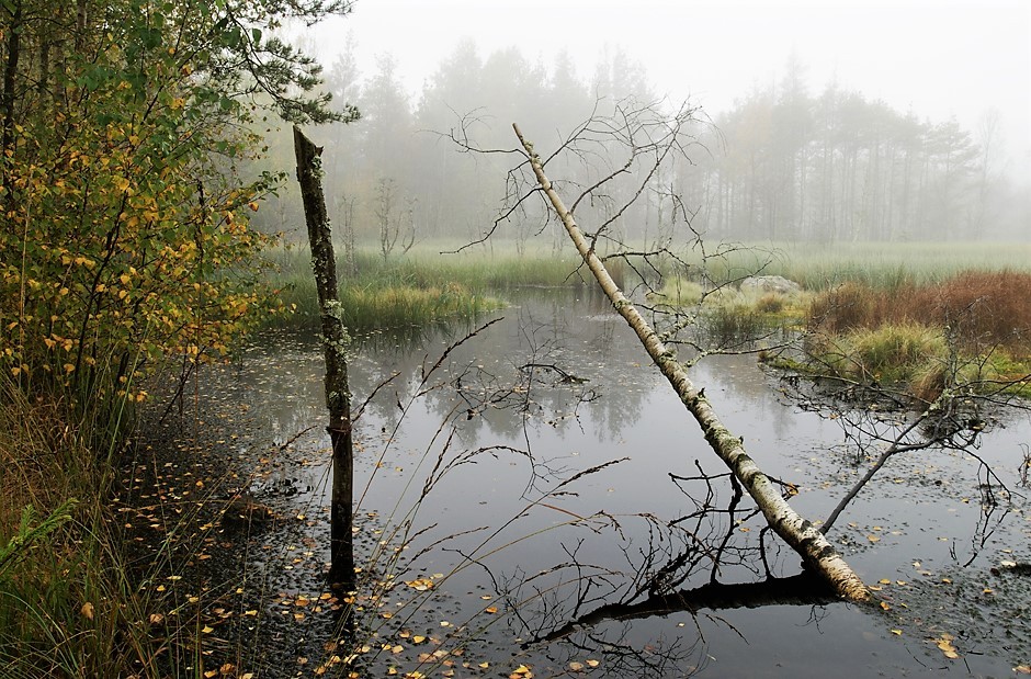 Skogstjern høst