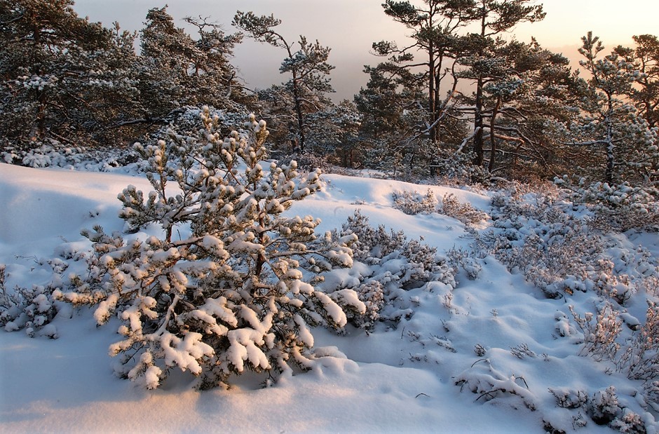 Kystfuru Langvik vinter