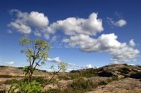 Strandkvann på Gjetøya