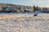 Brevik vinter