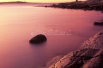 Strandsnegler på svaberg