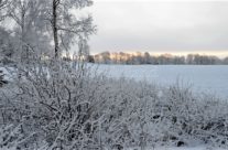 Morgengry vinter