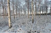 Bjørkeskog vinter