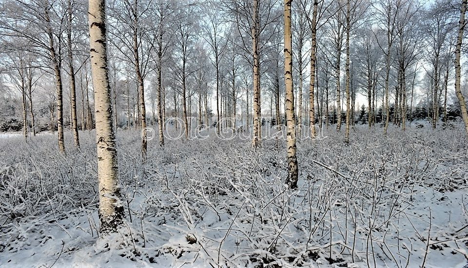 Bjørkeskog vinter