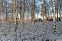 Bjørkeskog vinter