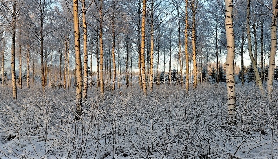 Bjørkeskog vinter