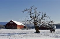 Thorsø herregård vinter
