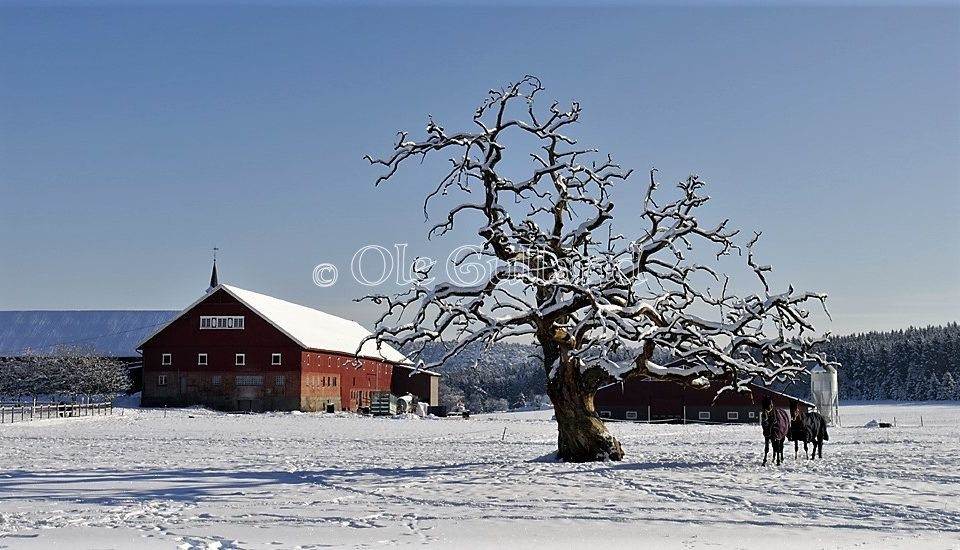 Thorsø herregård vinter