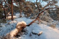 Kystfuru vinter
