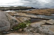 Kuvauen