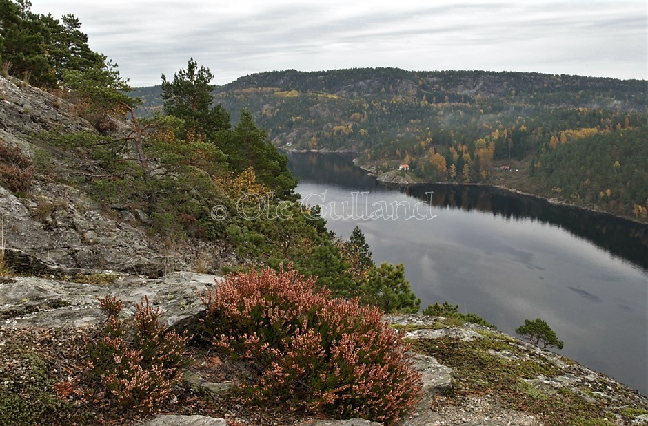 Ringdalsfjorden sett fra Hjelmkollen