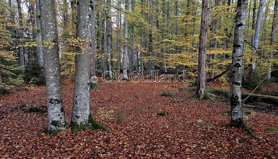 Høst i Kaialunden