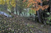 Høst ved Langvik