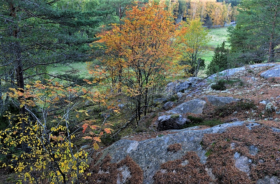 Høstskog