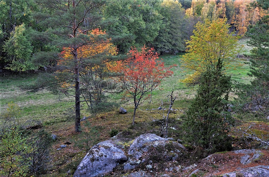 Høstskog