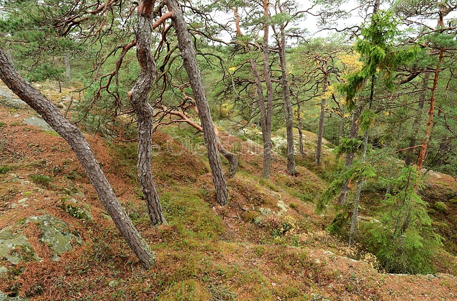 Høst i kystfuruskogen