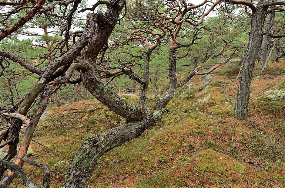 Høst i kystfuruskogen