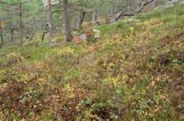 Høst i kystfuruskogen