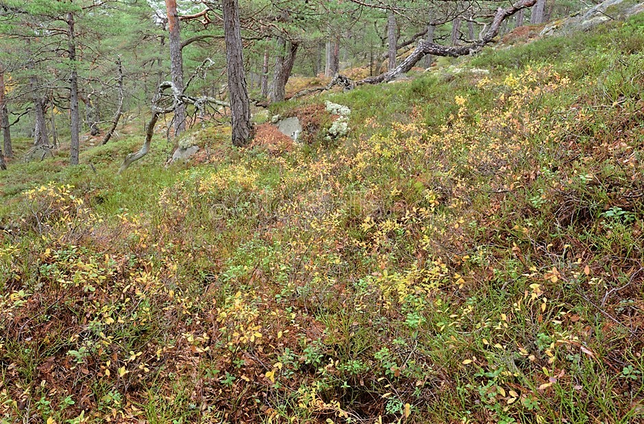 Høst i kystfuruskogen