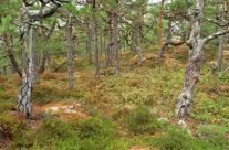 Høst i kystfuruskogen