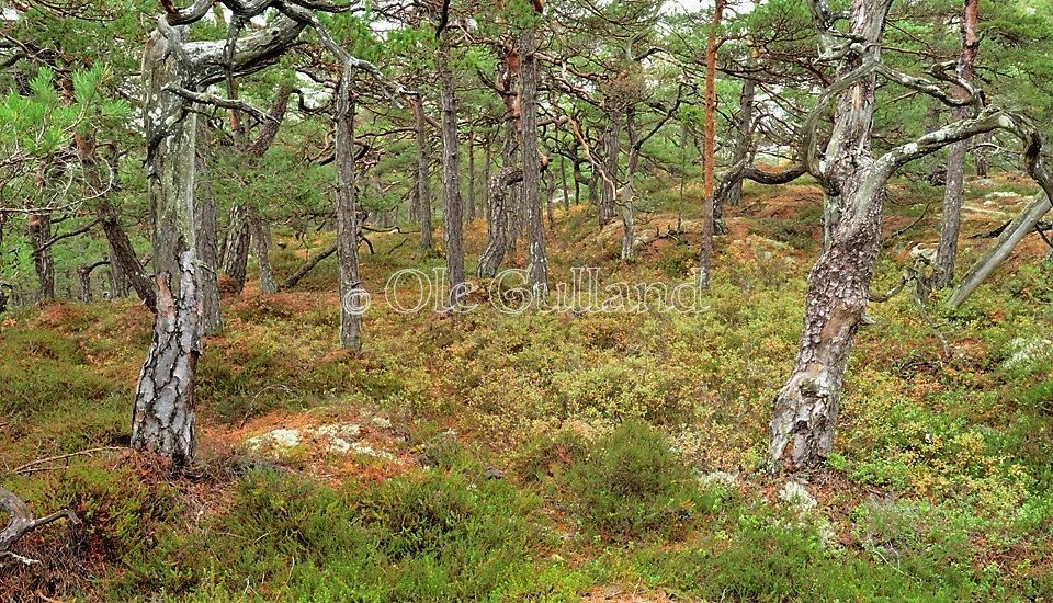 Høst i kystfuruskogen