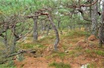 Høst i kystfuruskogen