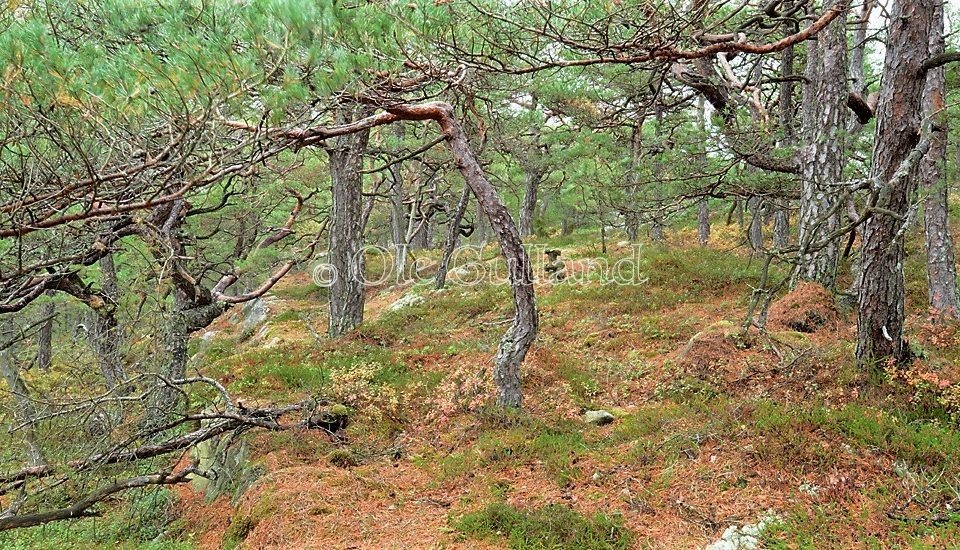 Høst i kystfuruskogen