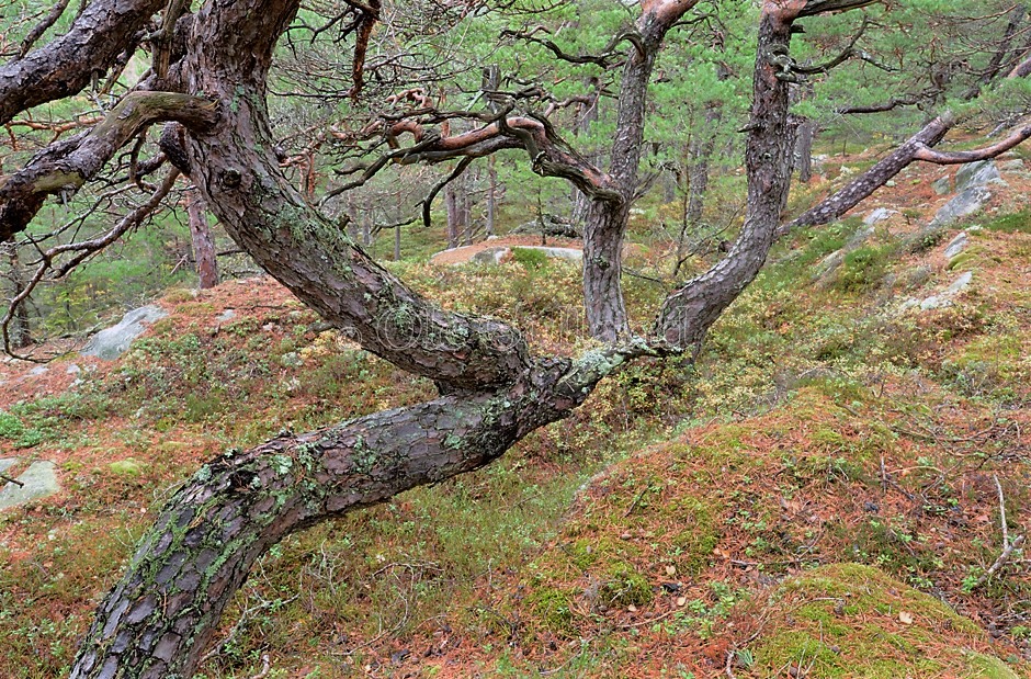 Høst i kystfuruskogen