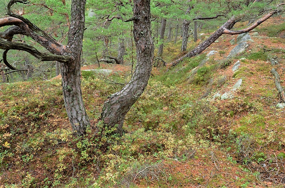 Høst i kystfuruskogen