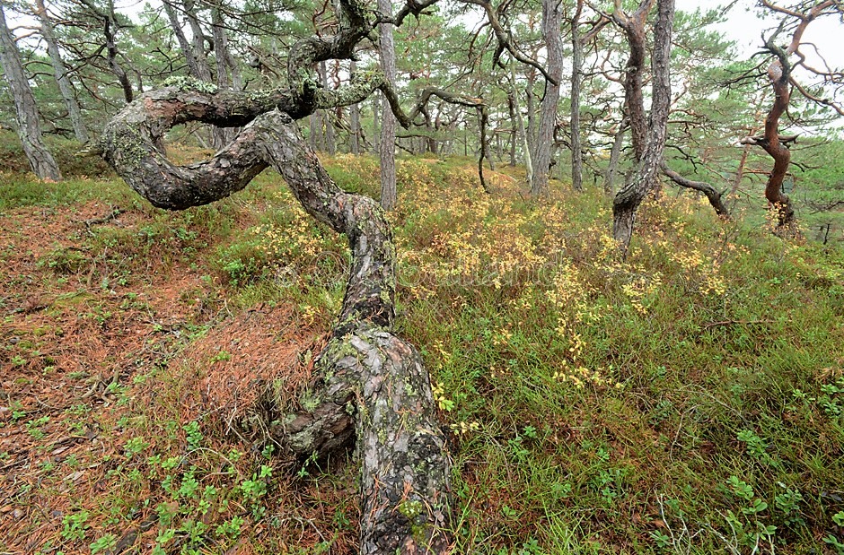 Høst i kystfuruskogen