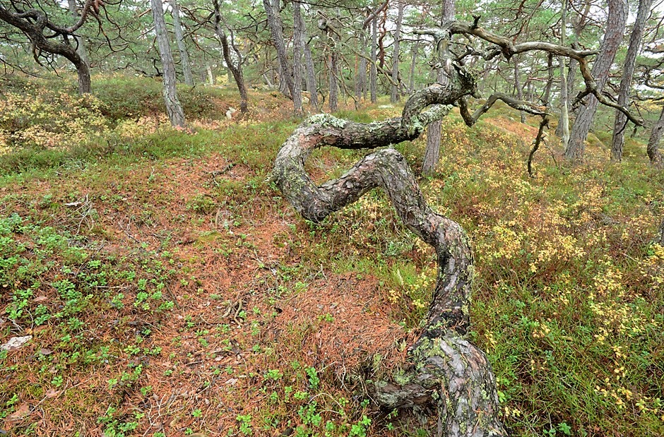 Høst i kystfuruskogen