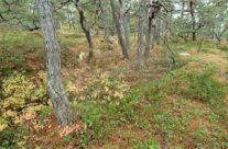 Høst i Kystfuruskogen