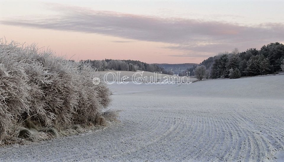 Kulturlandskap Torsnes vinter