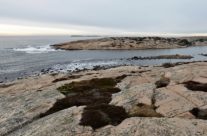 Guttormsvauen , Vesterøy