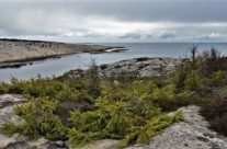 Guttormsvautangen , Vesterøy