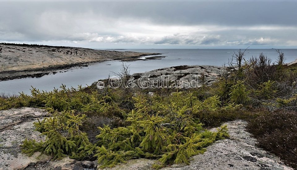 Guttormsvautangen , Vesterøy