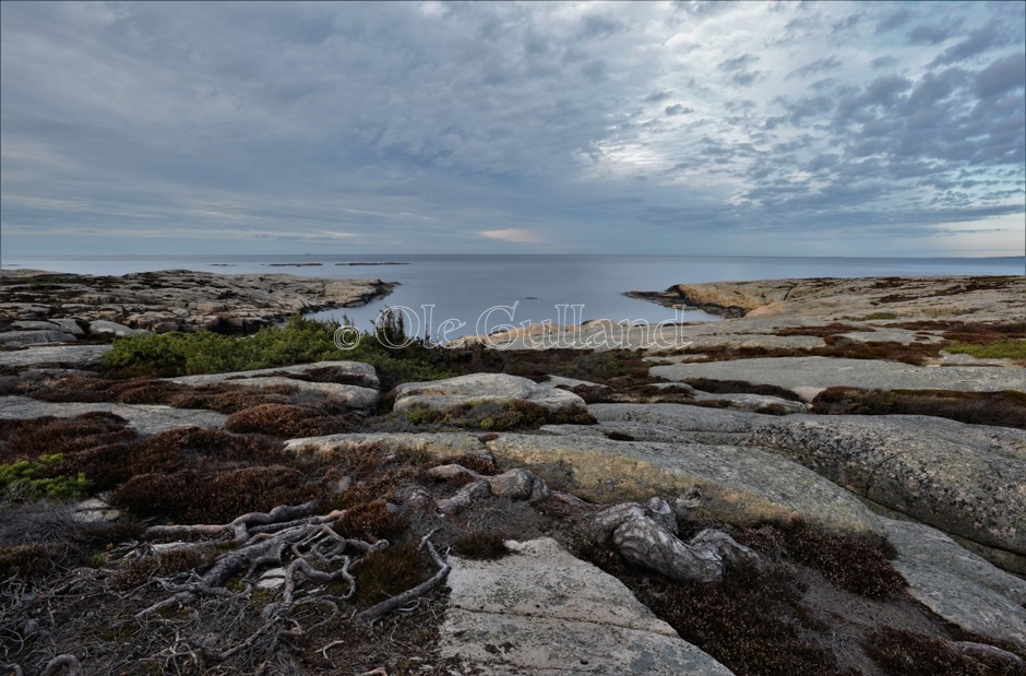 Hverven , Vesterøy