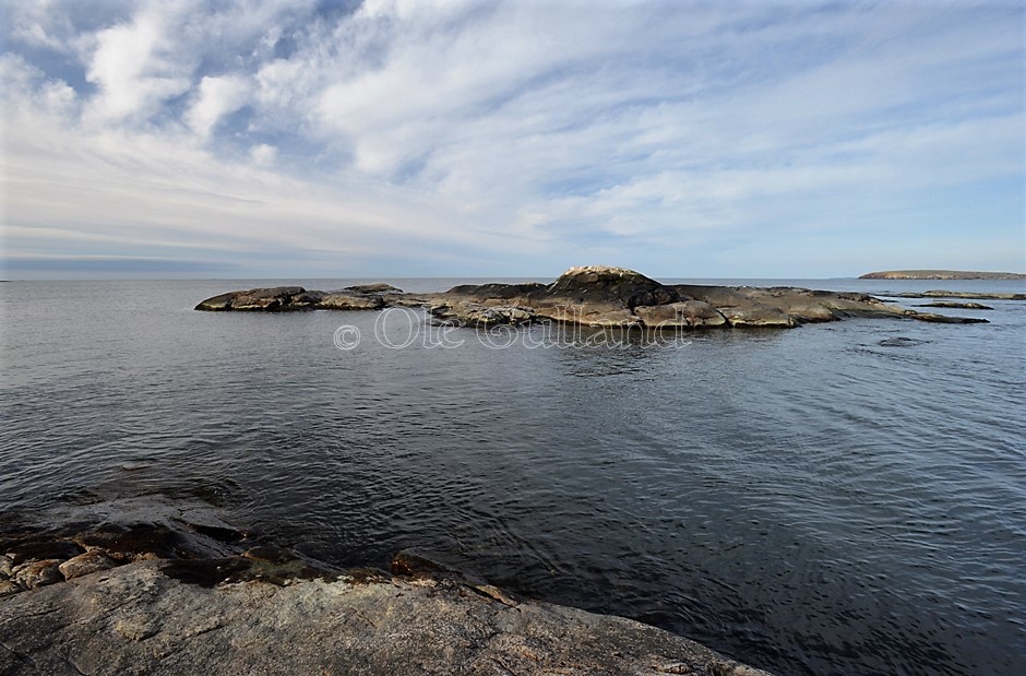 Svana , Vesterøy