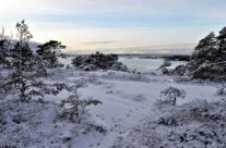 Fjellparti øst for Langvikkilen , Torsnes