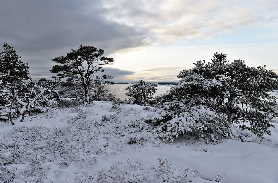 Fjellparti øst for Langvikkilen , Torsnes