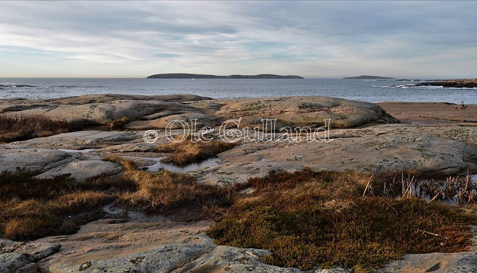 Vesterøy