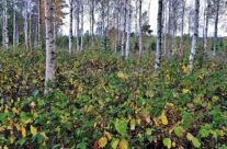 Høst i bjørkeskogen ved Elingård