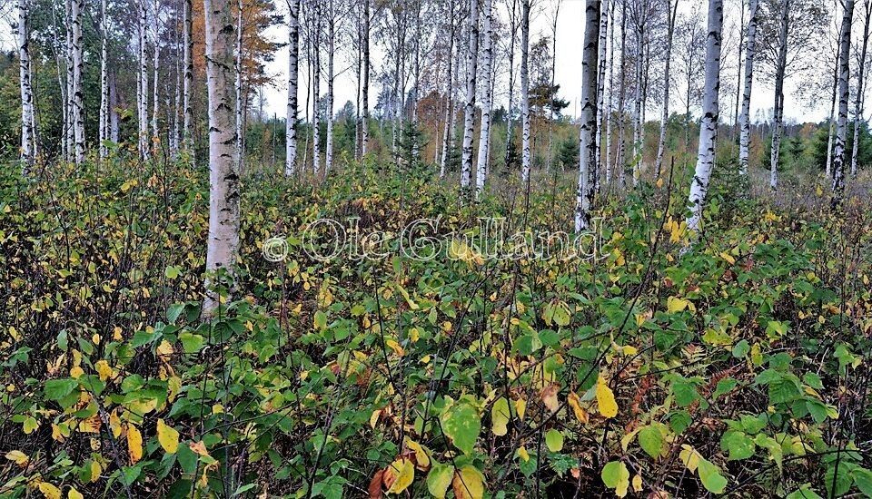 Høst i bjørkeskogen ved Elingård