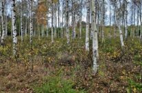 Høst i bjørkeskogen ved Elingård