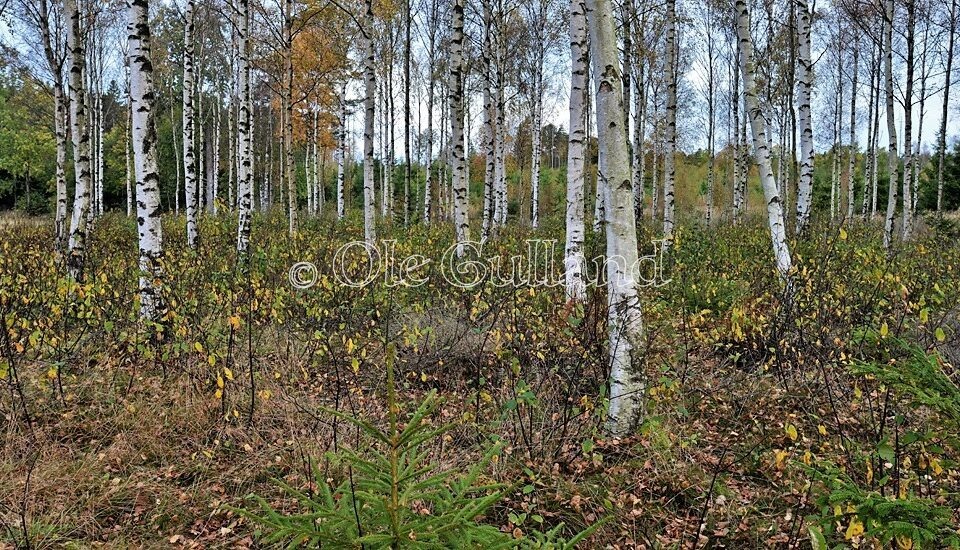 Høst i bjørkeskogen ved Elingård