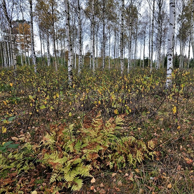 Høst i bjørkeskogen