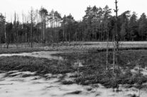 Myr i Elingårdskogen