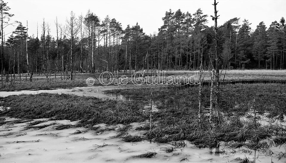 Myr i Elingårdskogen