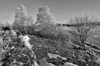 Frost i bjørketrær ved Storenga