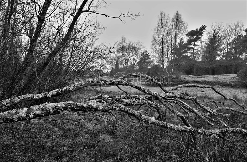 Trær, Storenga